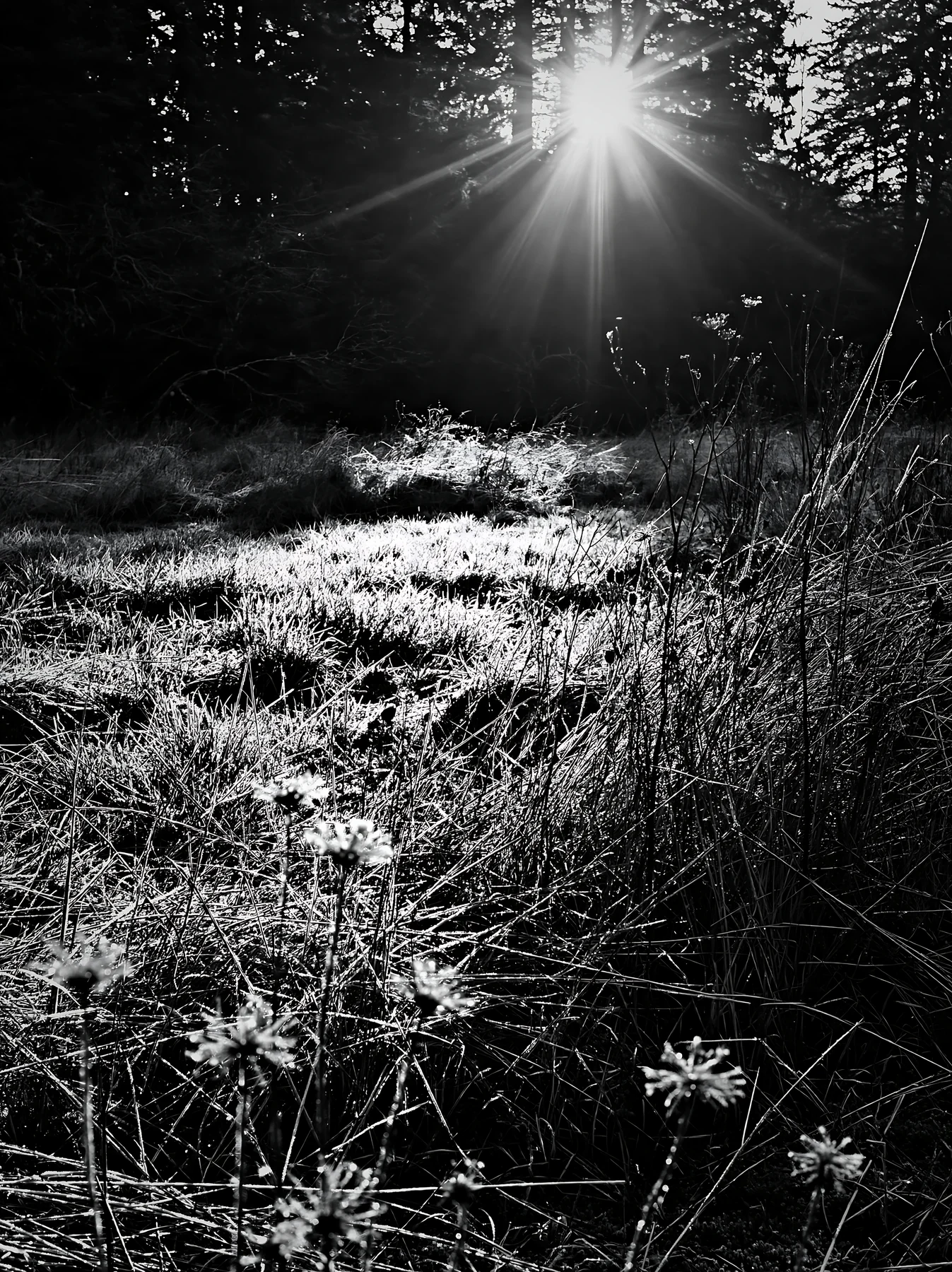 Frost touches meadow with sunlight shining through trees - AI-generated stock image