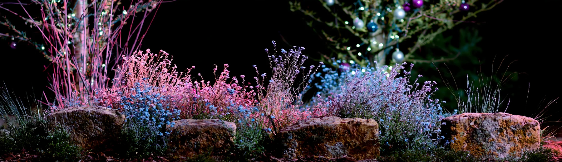 Frosted meadow with apple trees and Christmas baubles at night - AI-generated stock image