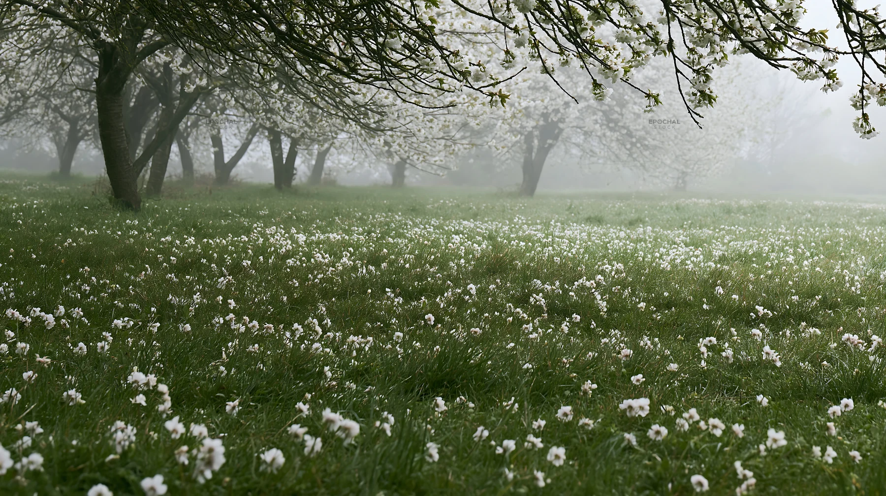 Foggy orchard meadow with blooming flowers and trees - AI-generated stock image