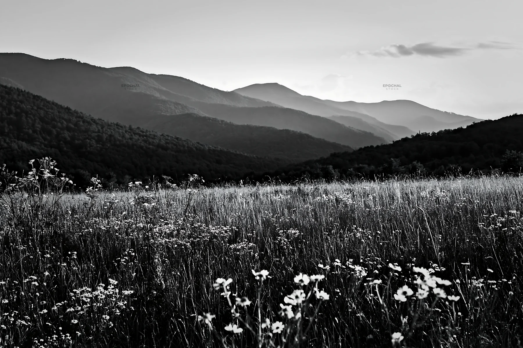 Black and white chamomile meadow for wellness campaign - AI-generated stock image