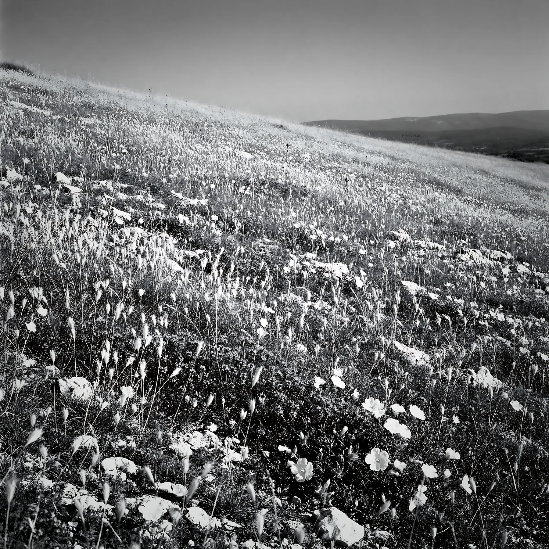 Sunny limestone meadow with flowers and distant mountains - AI-generated stock image