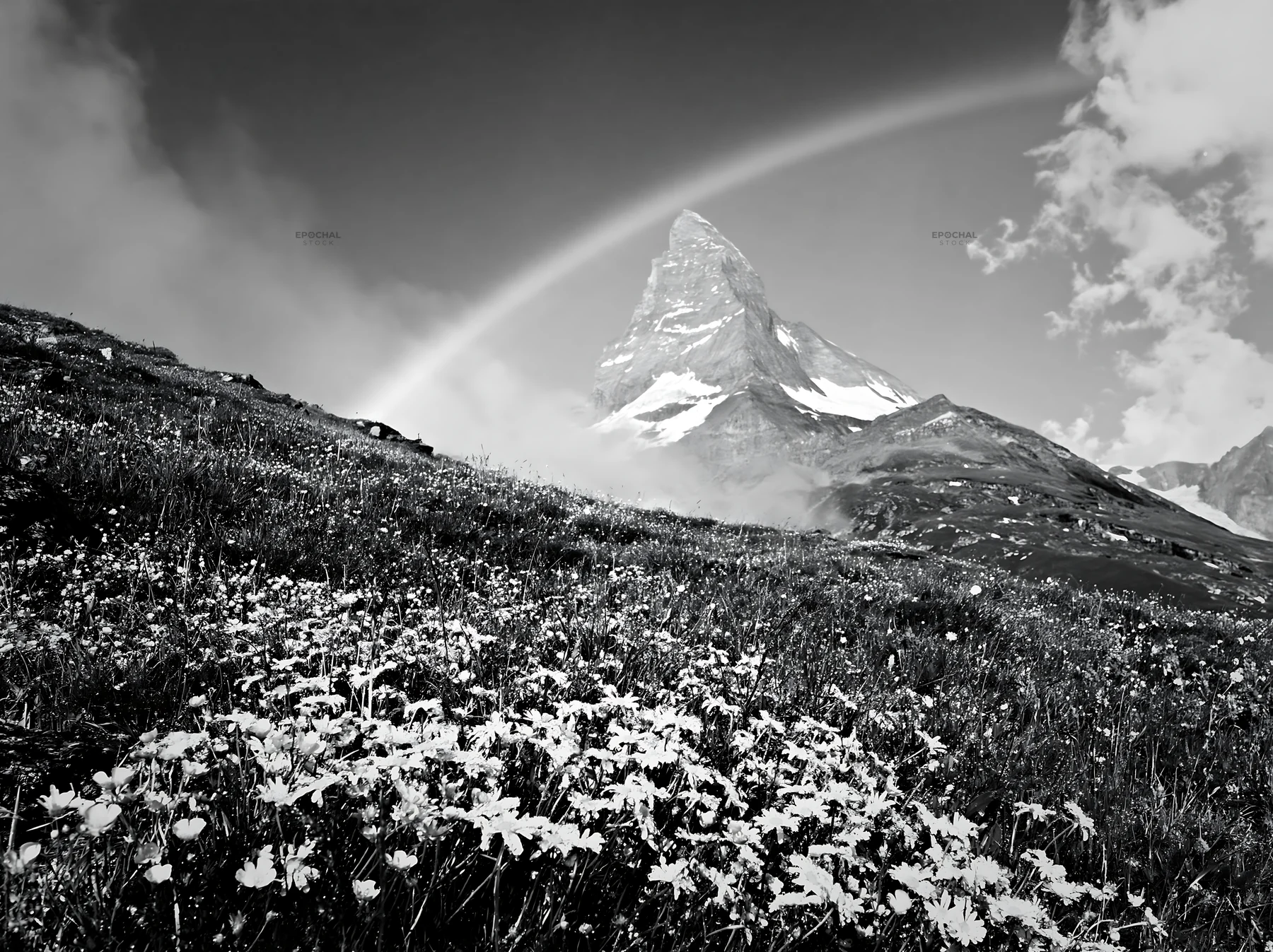 Wildflower meadow at Matterhorn with rainbow in the background - AI-generated stock image