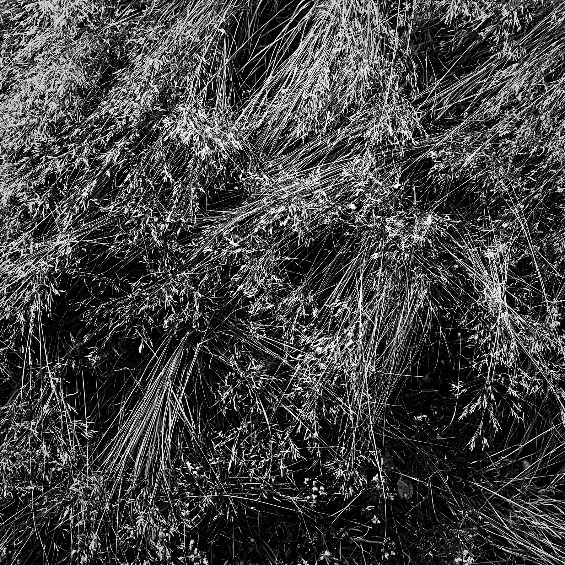 Meadow grass seedheads in black and white - AI-generated stock image