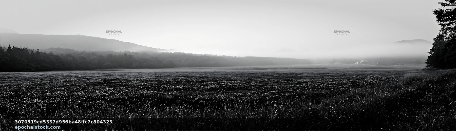 Black and white iwate rain refreshed meadow seedhead foreground - AI-generated stock image