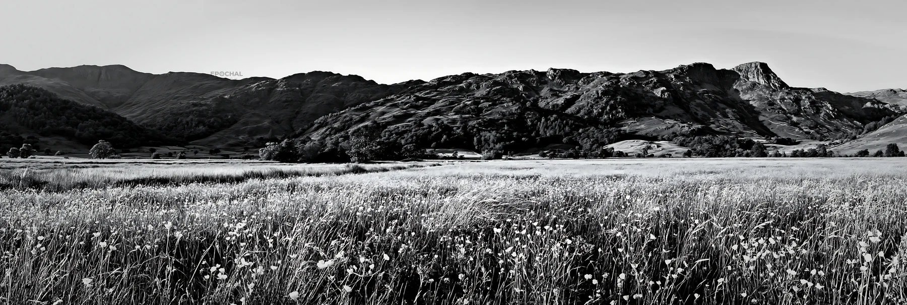 Meadow under crags with wildflowers in black and white - AI-generated stock image