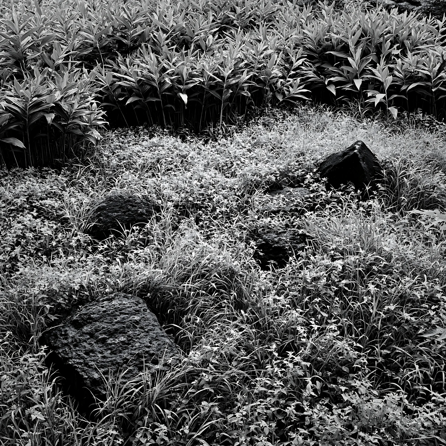 Black and white kanagawa heat resilient meadow volcanic stones among lush grass - AI-generated stock image