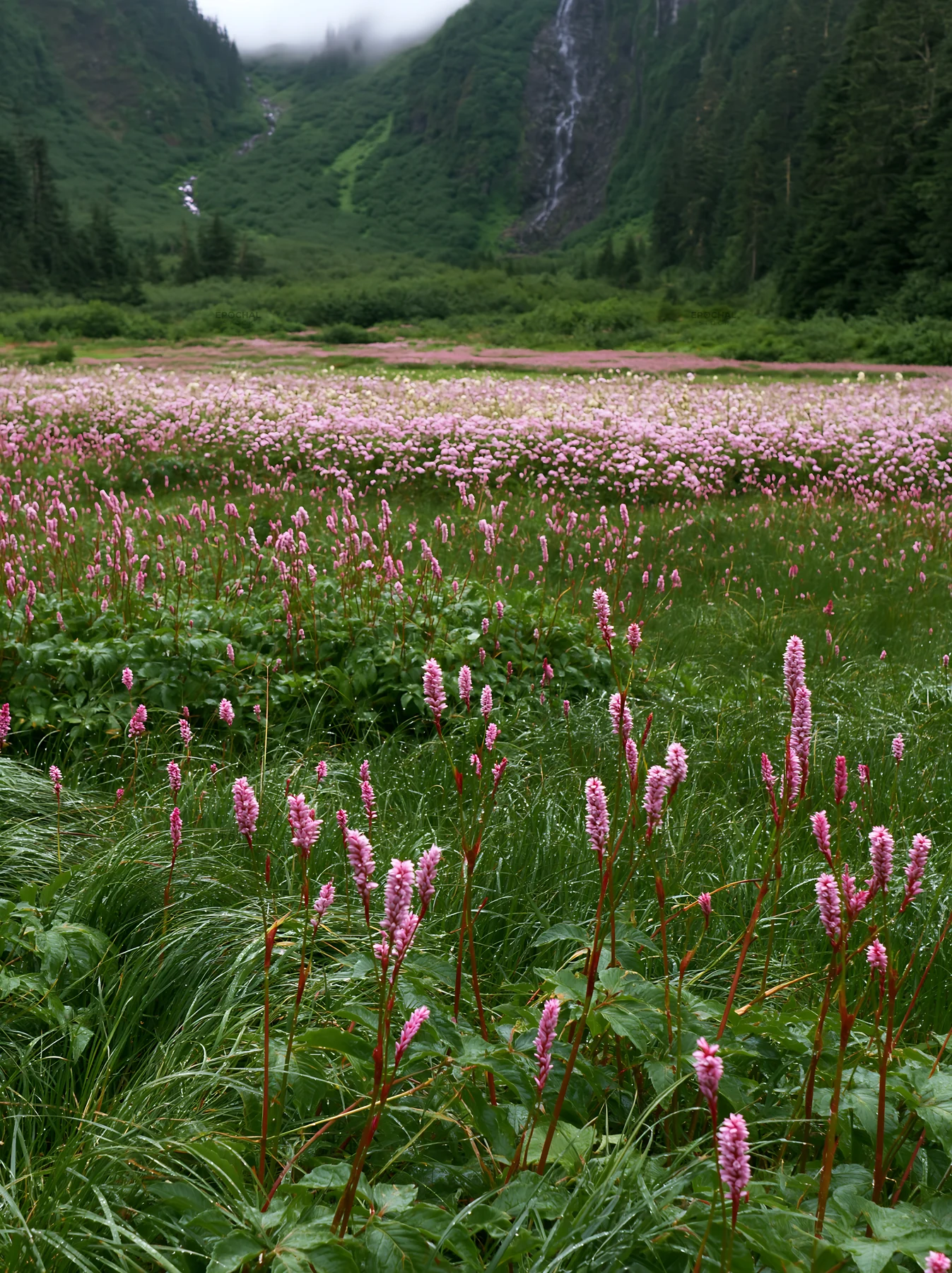 Flower meadow under a cascade with lush greenery - AI-generated stock image