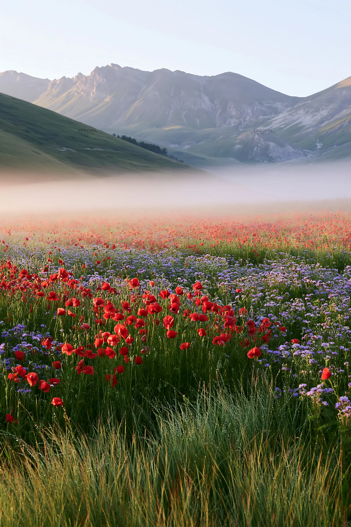 Colorful poppy meadow with mist and mountains in the background - AI-generated stock image