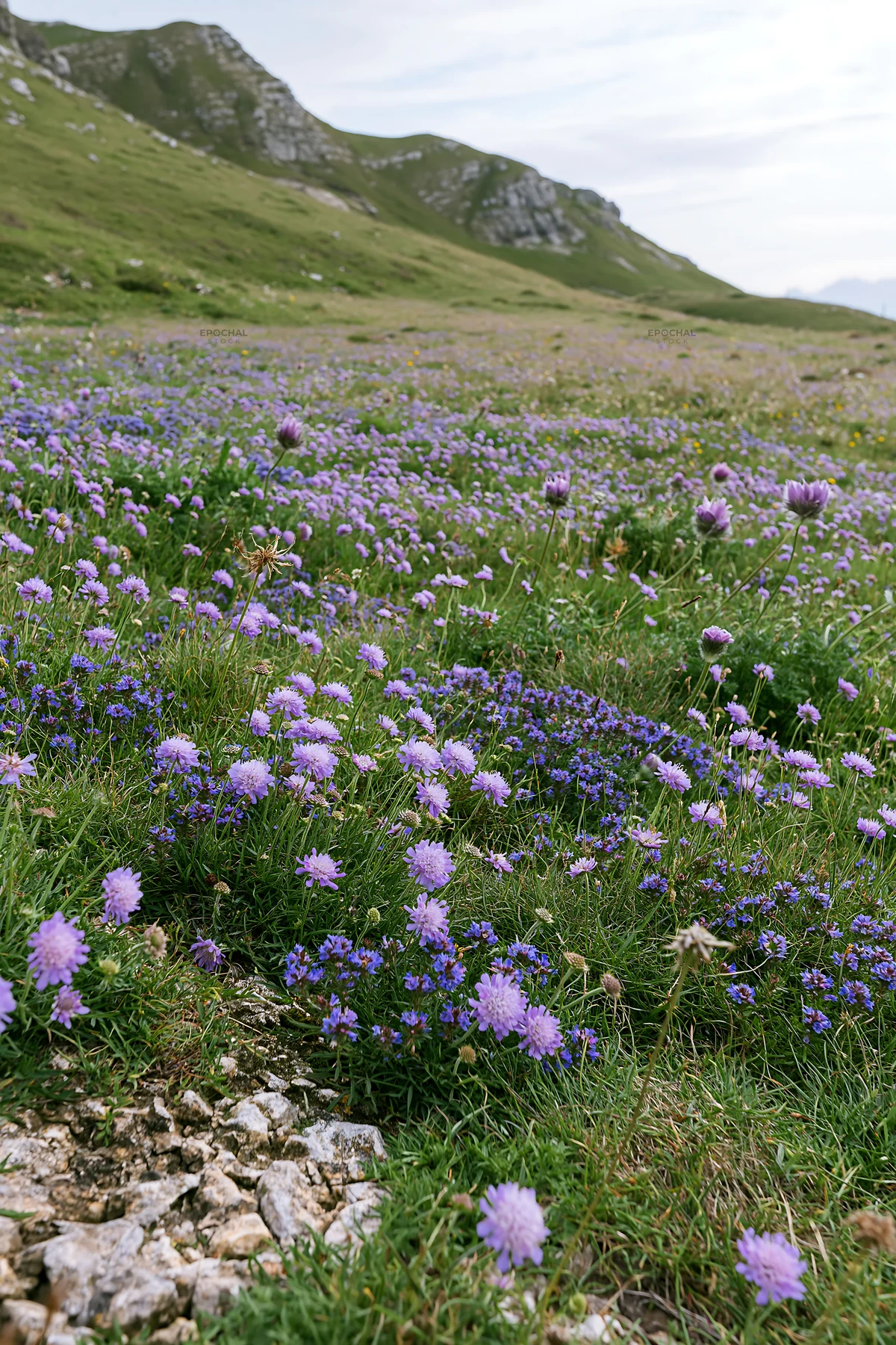 Cloudy scabious meadow on a chalk slope in a natural setting - AI-generated stock image