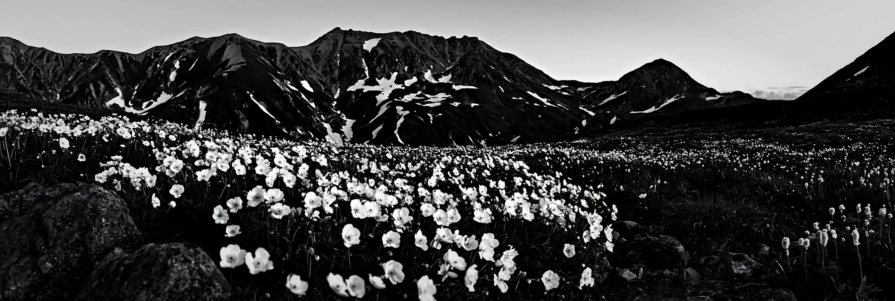 Black and white toyama alpine meadow snowmelt rock foreground with flowers - AI-generated stock image