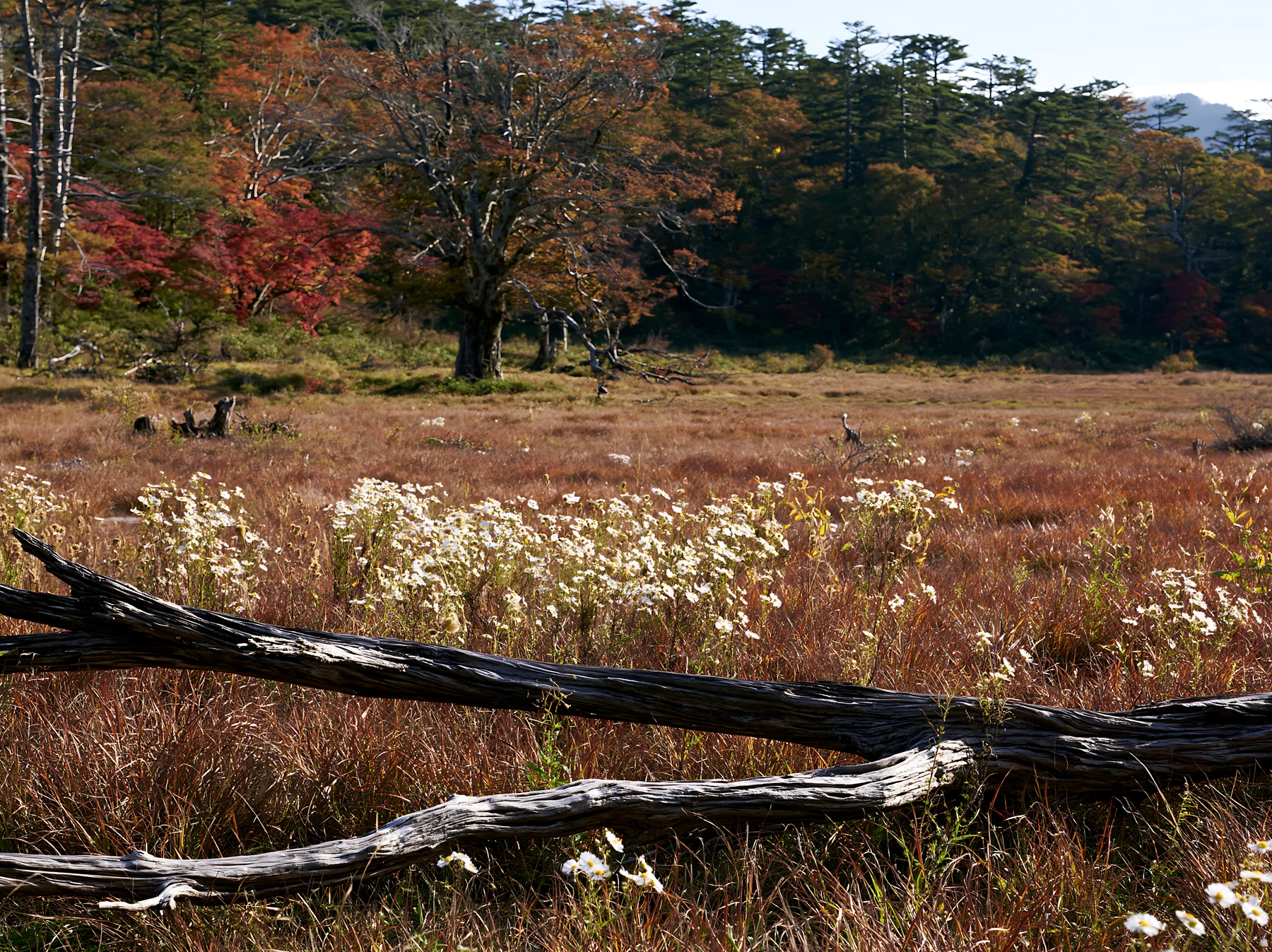 Wakayama autumn meadow weathered wood foreground - AI-generated stock image