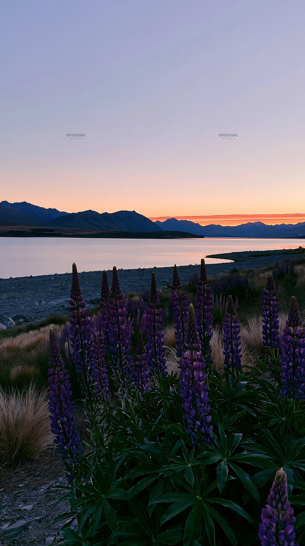Lupine meadow at Lake Tekapo during sunset - AI-generated stock image