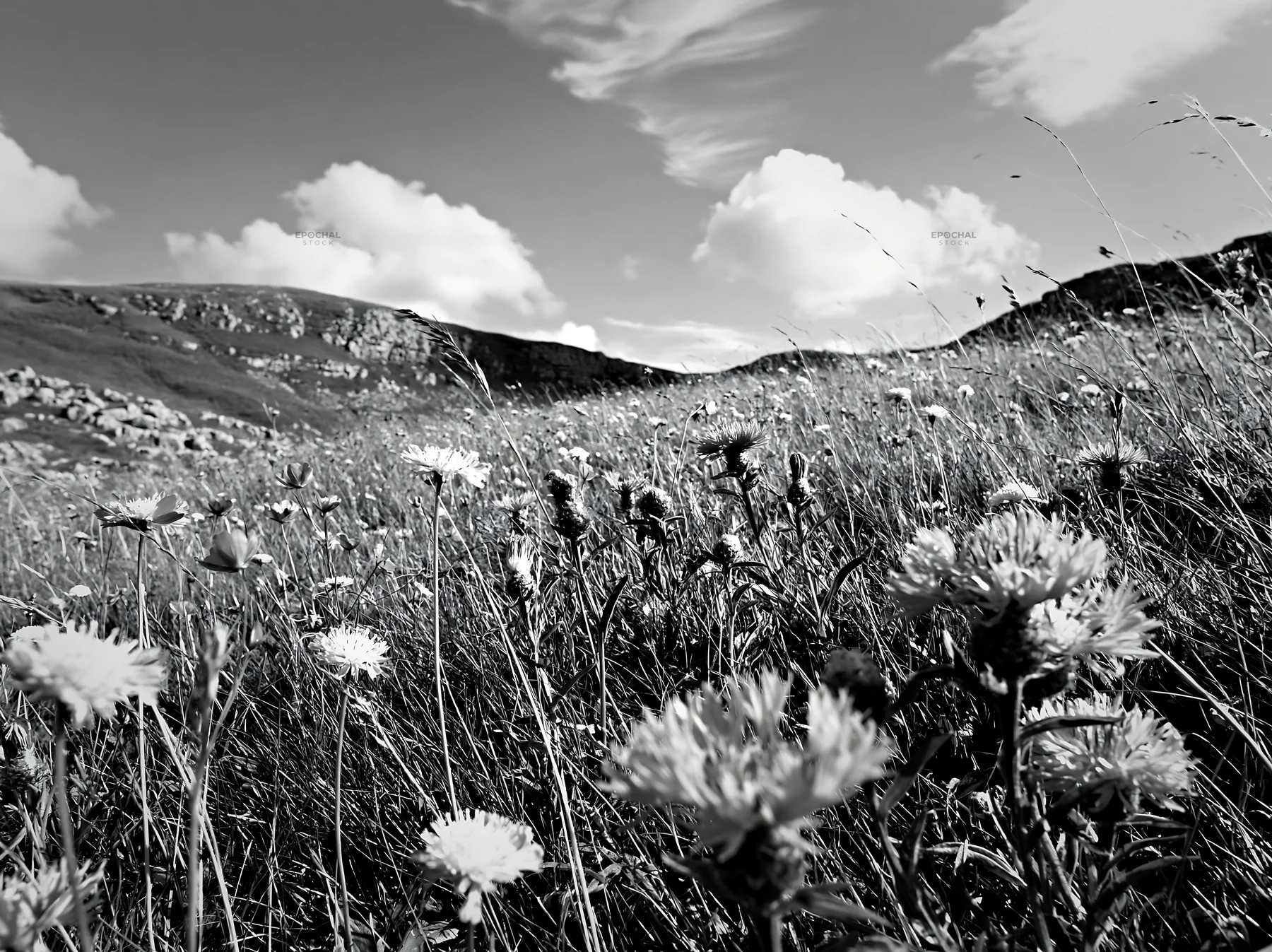 Knapweed blooms in a meadow with hills in the background - AI-generated stock image