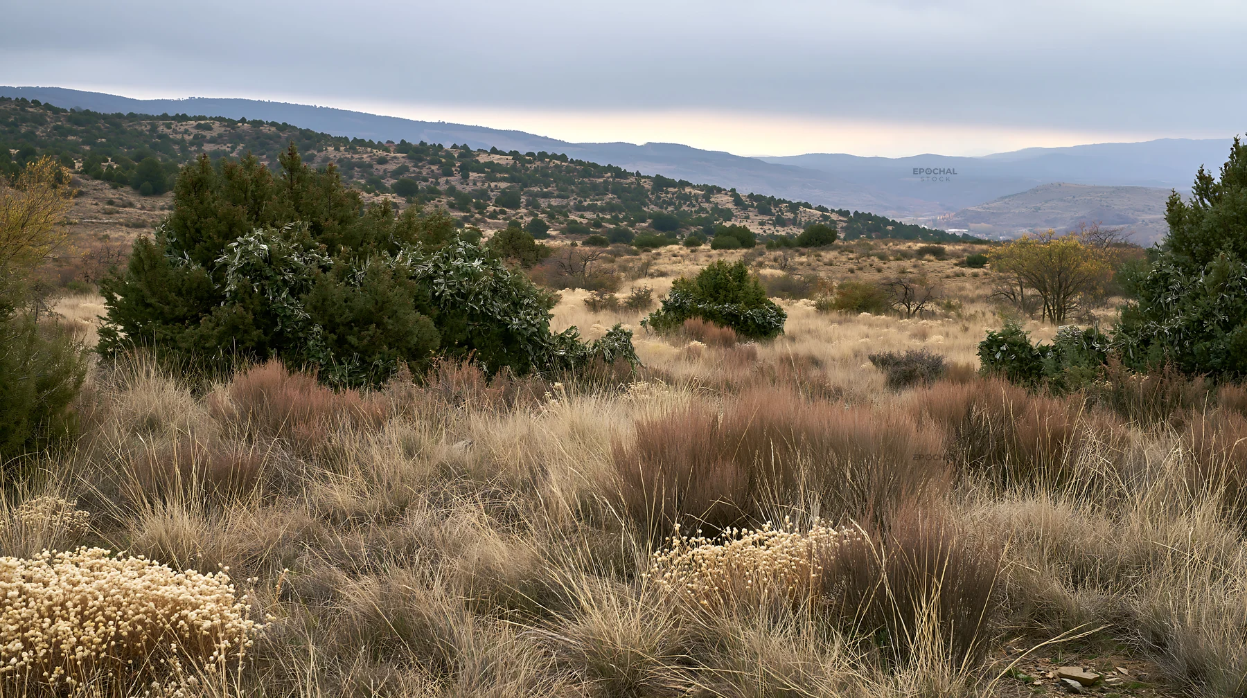 Expansive meadow with drought tolerant plants and garland - AI-generated stock image