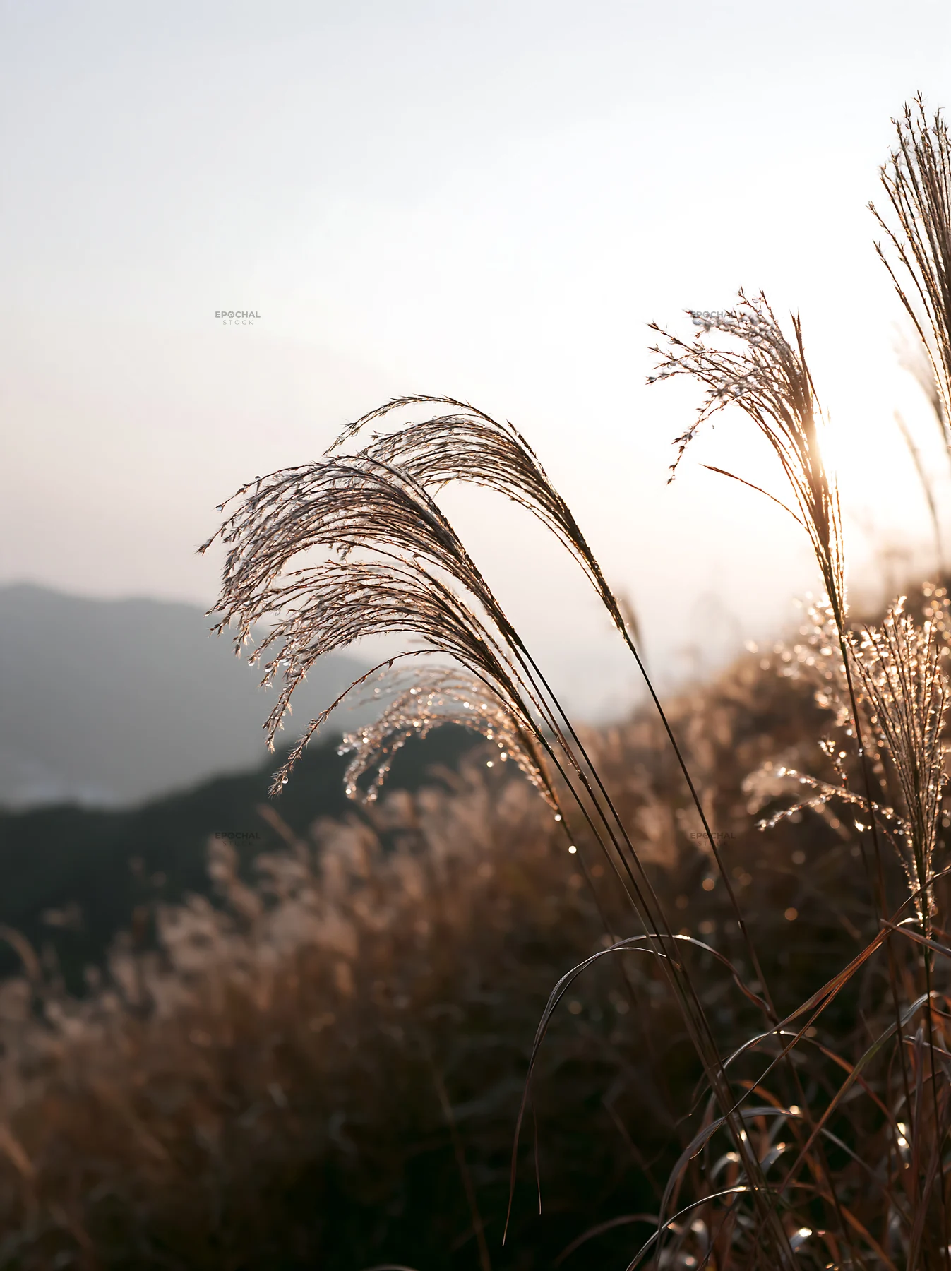 Miyazaki sunrise over meadow with dew covered sedges - AI-generated stock image