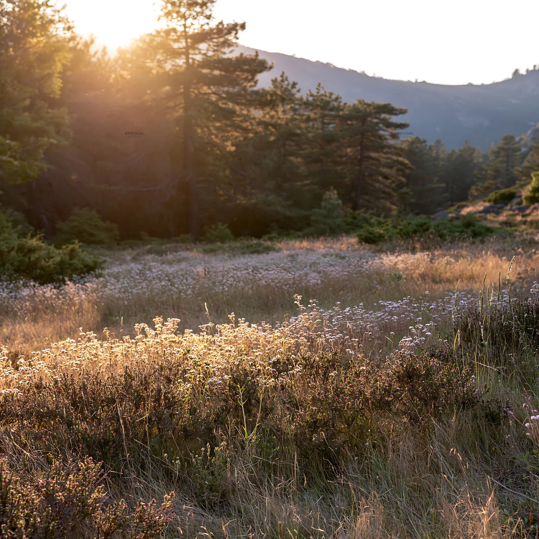 Pine forest meadow with sunlight filtering through trees - AI-generated stock image
