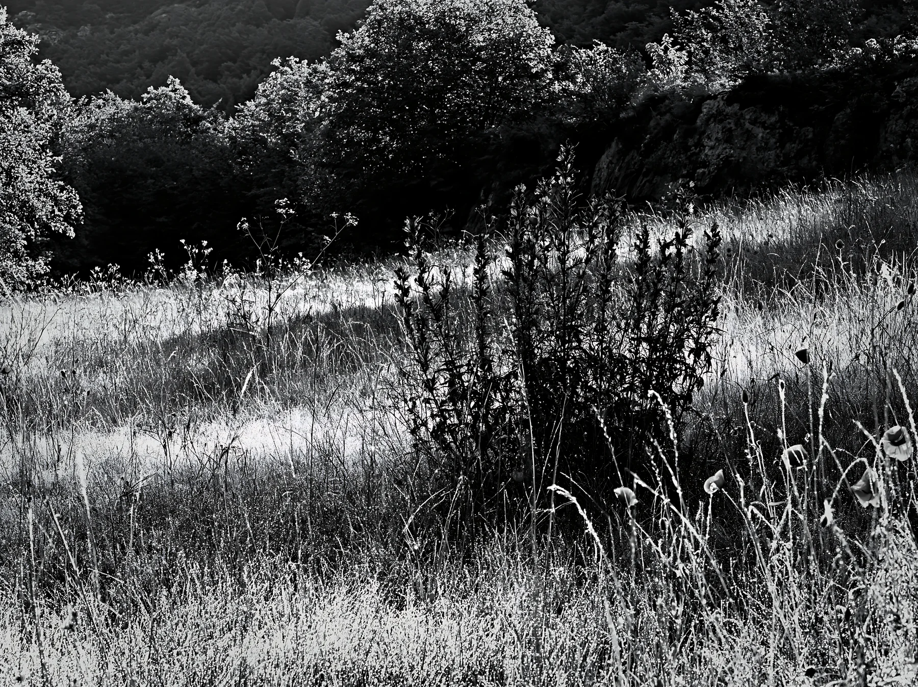 Poppy larkspur meadow in black and white - AI-generated stock image