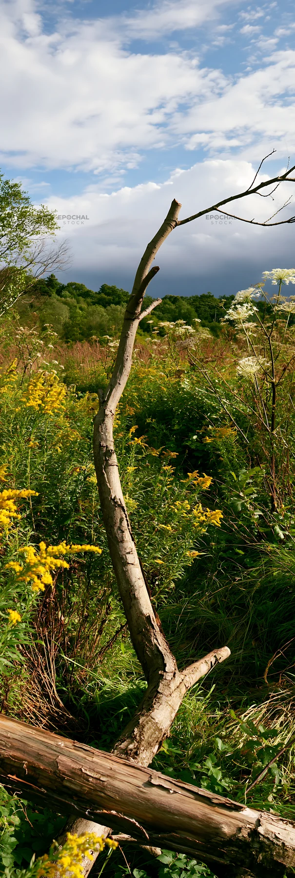 Yamagata rewilded meadow with fallen branch in foreground - AI-generated stock image