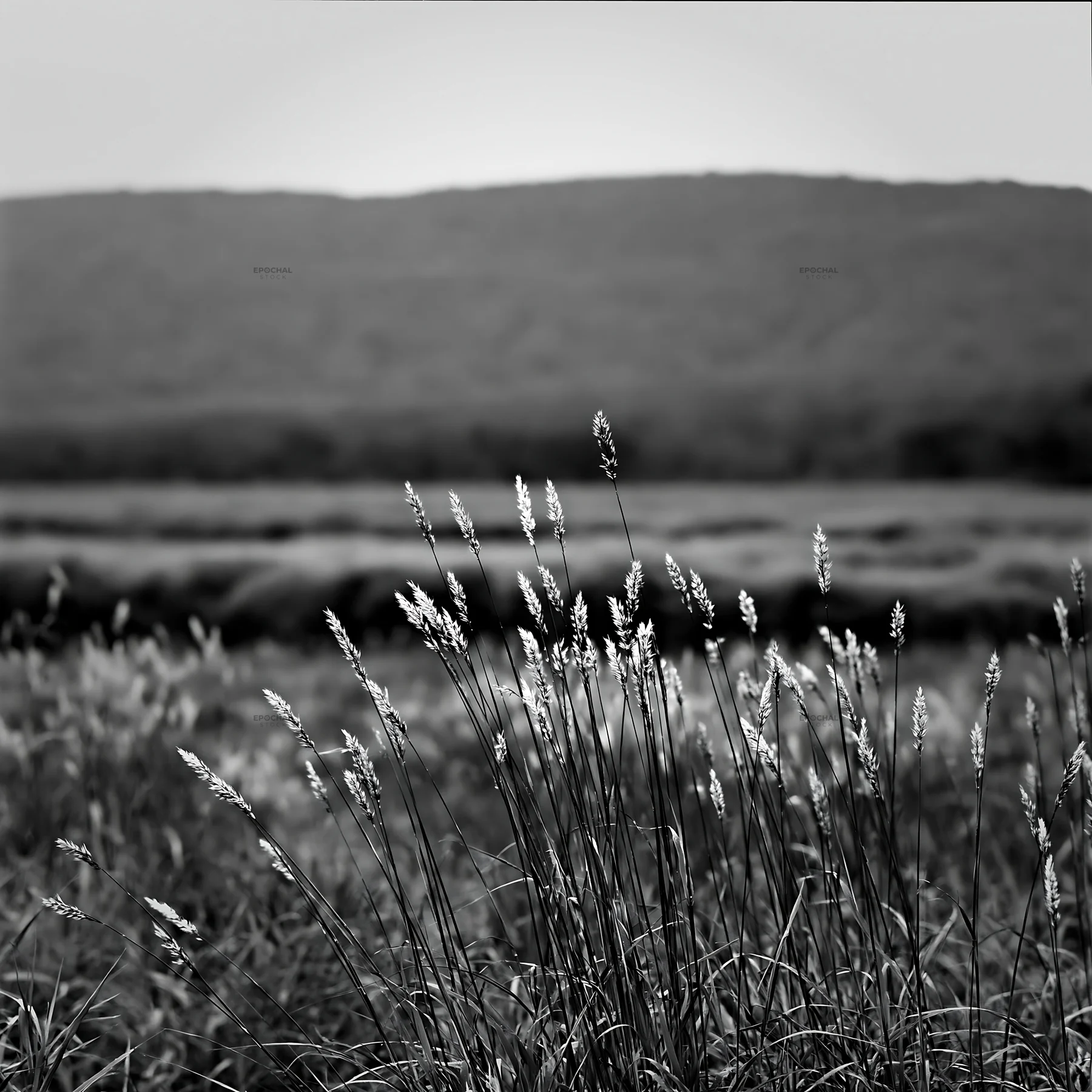 Black and white iwate rain refreshed meadow seedhead foreground - AI-generated stock image