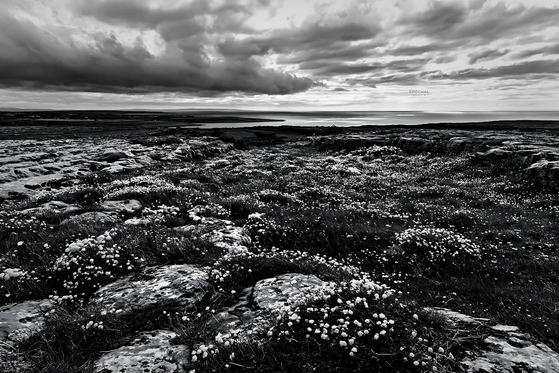 Colorful buttercup meadow with rocks and cloudy sky - AI-generated stock image