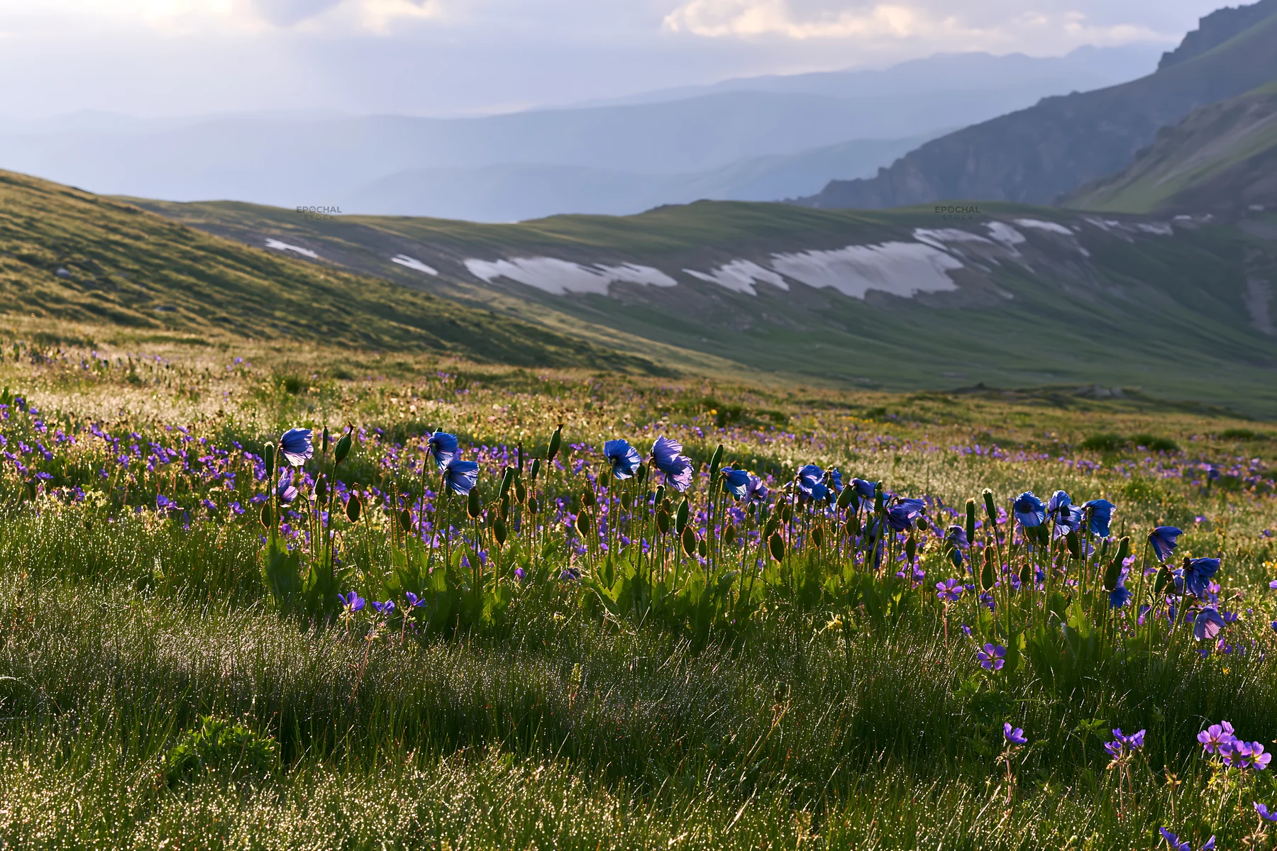 Snowline meadow with wildflowers in a mountainous area - AI-generated stock image