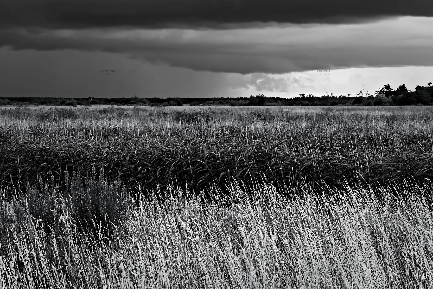 Saga floodplain meadow with reeds under dark clouds - AI-generated stock image