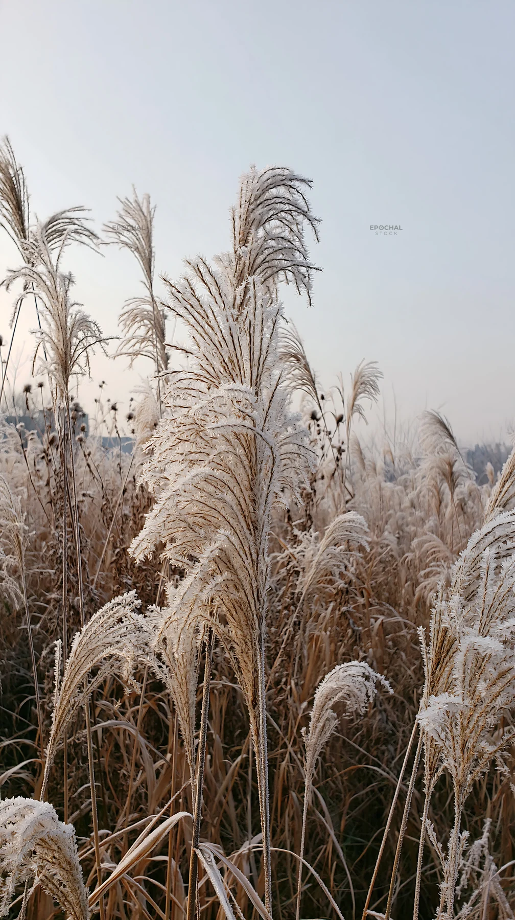 Tokyo urban biodiversity meadow with seedheads in winter light - AI-generated stock image