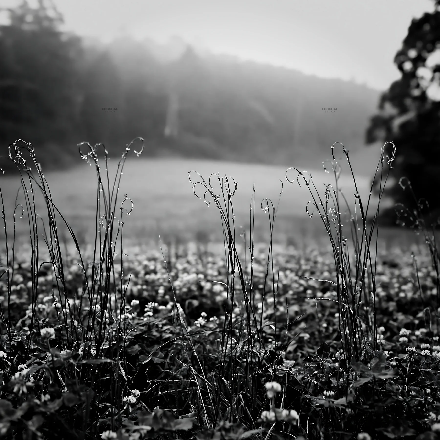 Black and white iwate rain refreshed meadow seedhead foreground - AI-generated stock image