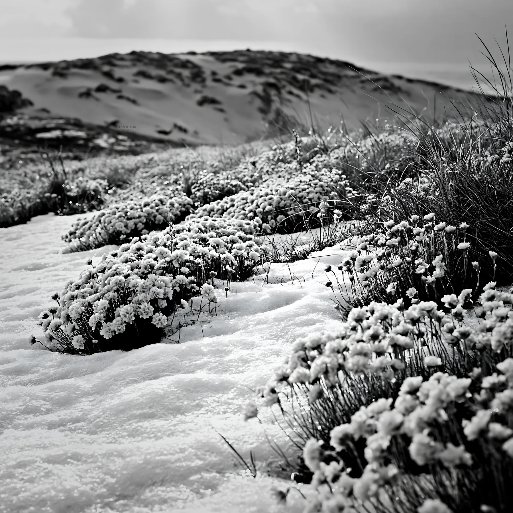 Black and white dune meadow snow with pink flowers and snow on the ground - AI-generated stock image