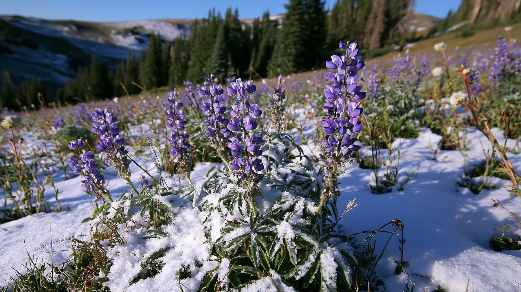 Snow-covered Rocky Mountain Park meadow with purple flowers - AI-generated stock image