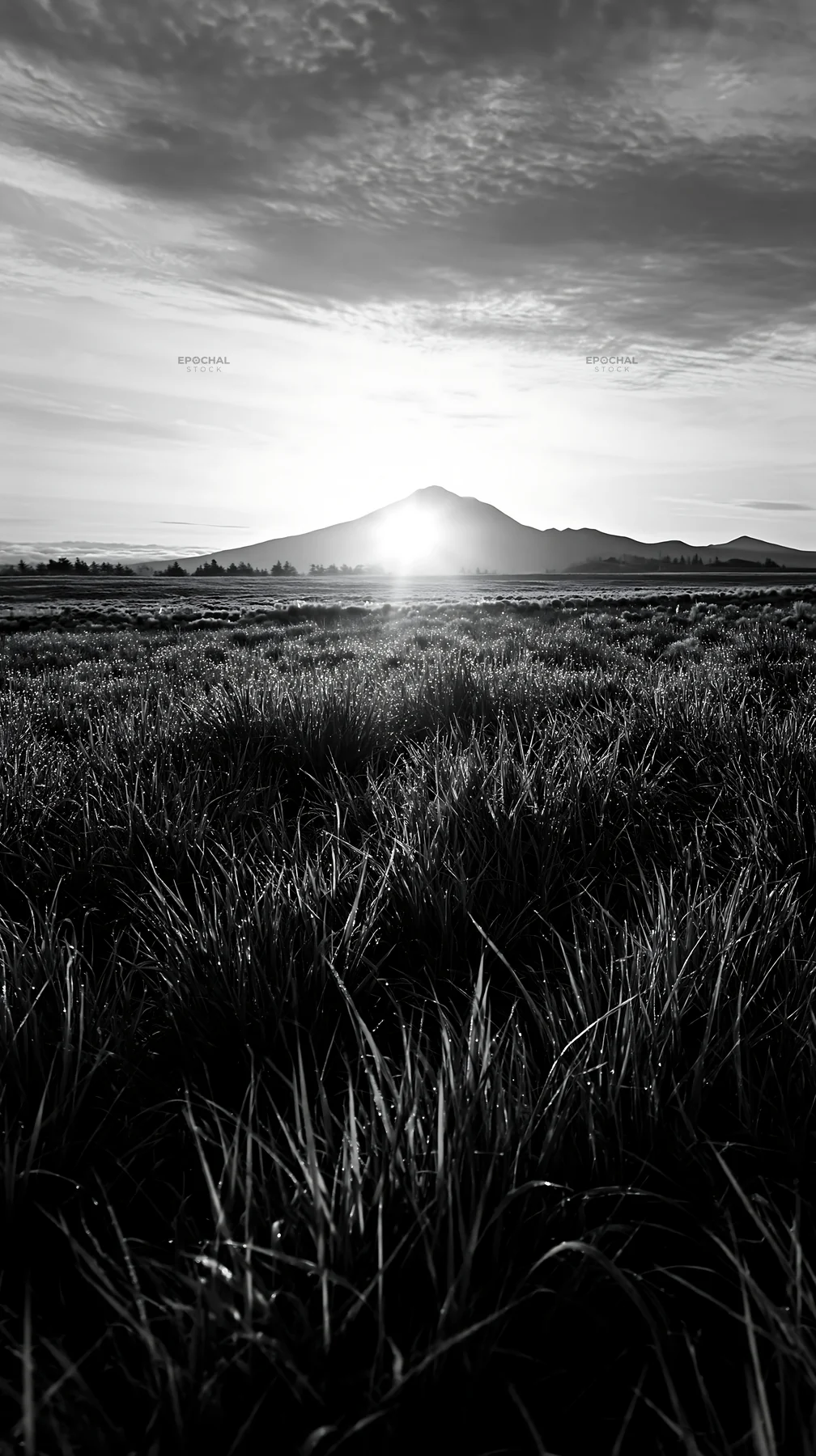 Black and white expansive Hokkaido restoration meadow with dewdrops - AI-generated stock image