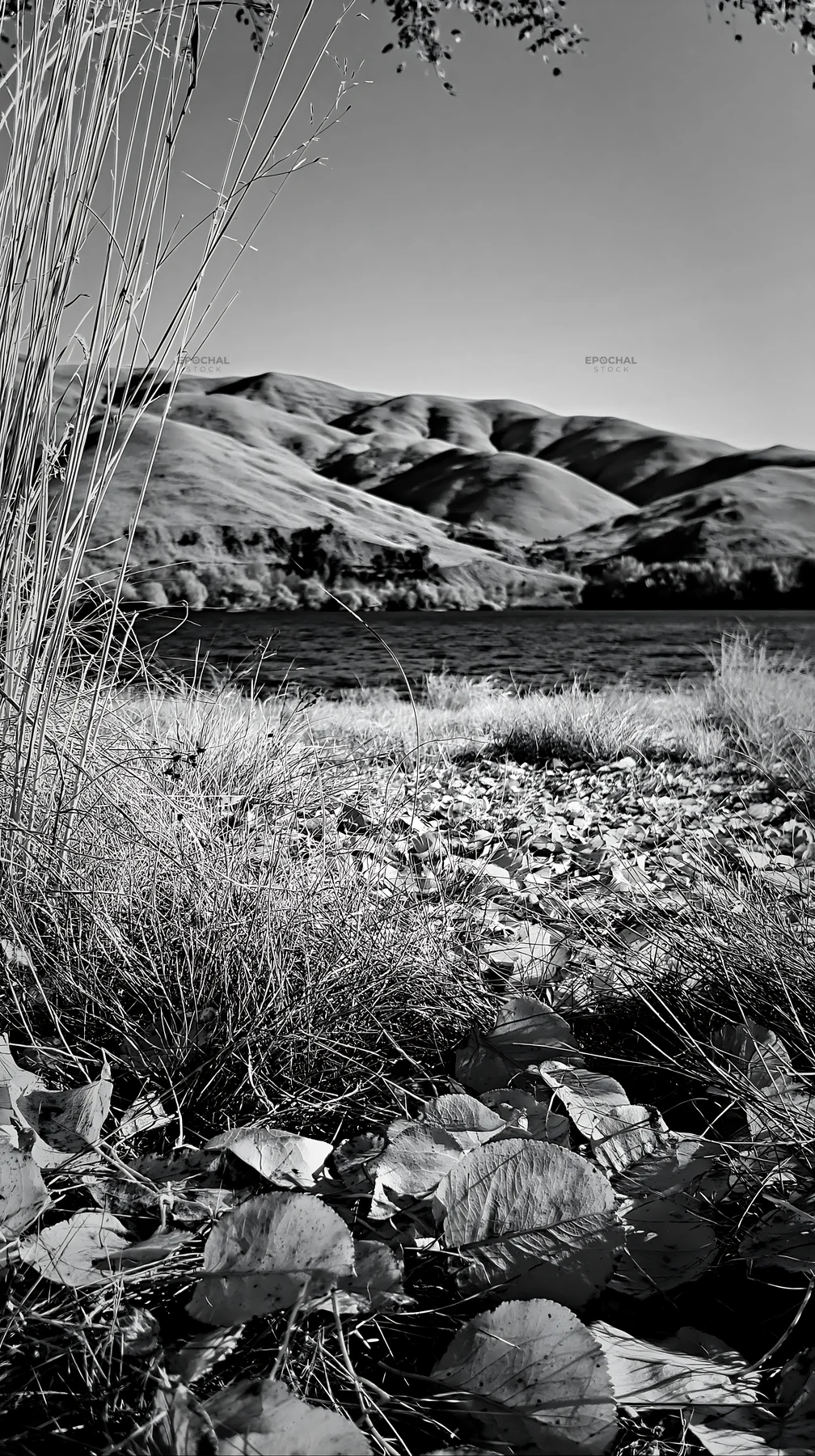 Black and white lakeside orchard meadow with yellow leaves and blue water - AI-generated stock image