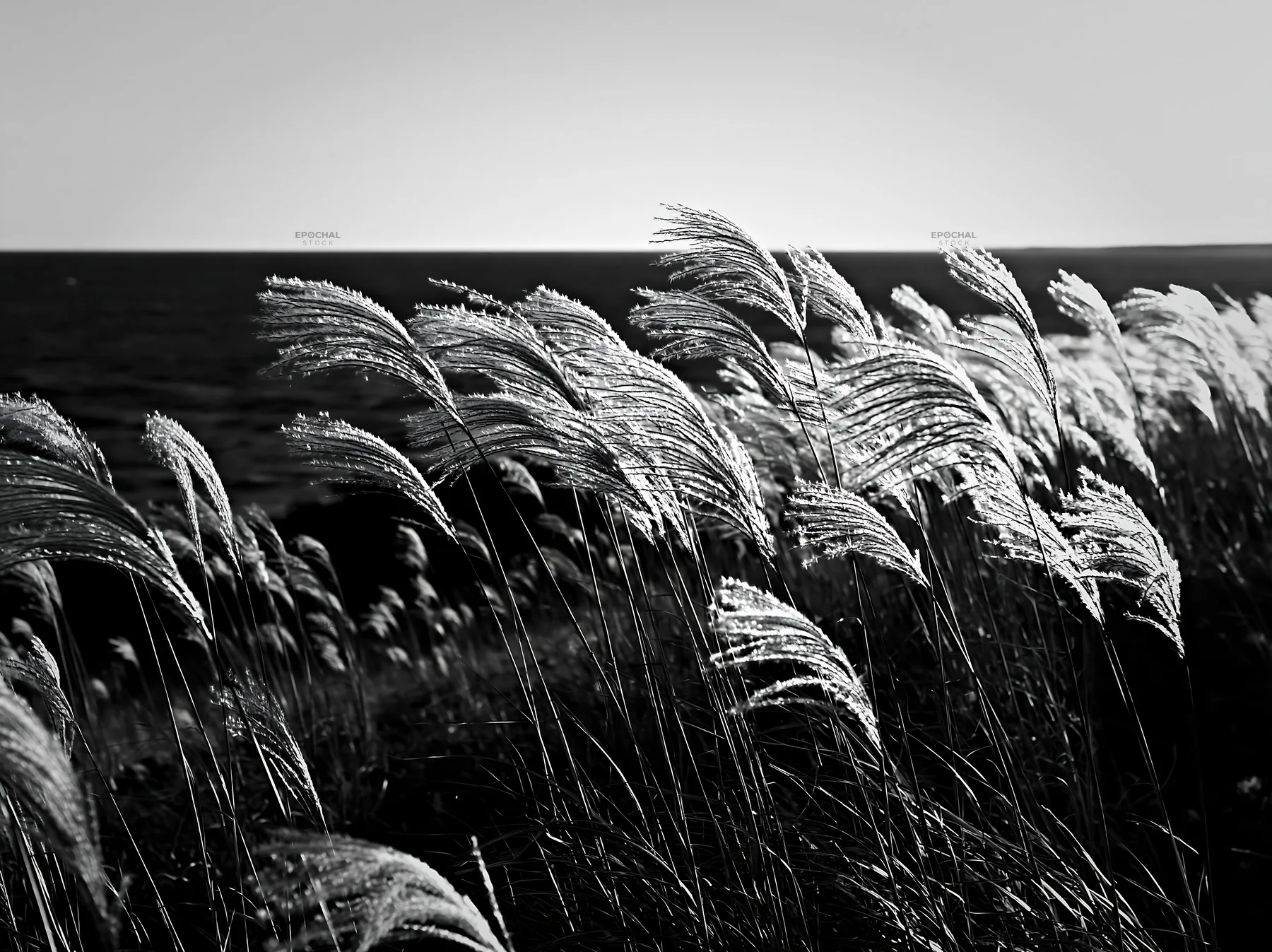 Black and white climate-resilient Hokkaido silver grass meadow seedheads sway gently - AI-generated stock image
