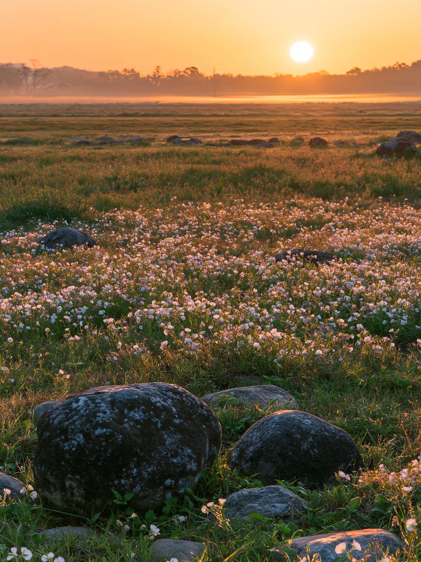 Spring flowers in Kyoto meadow with stones at sunset - AI-generated stock image