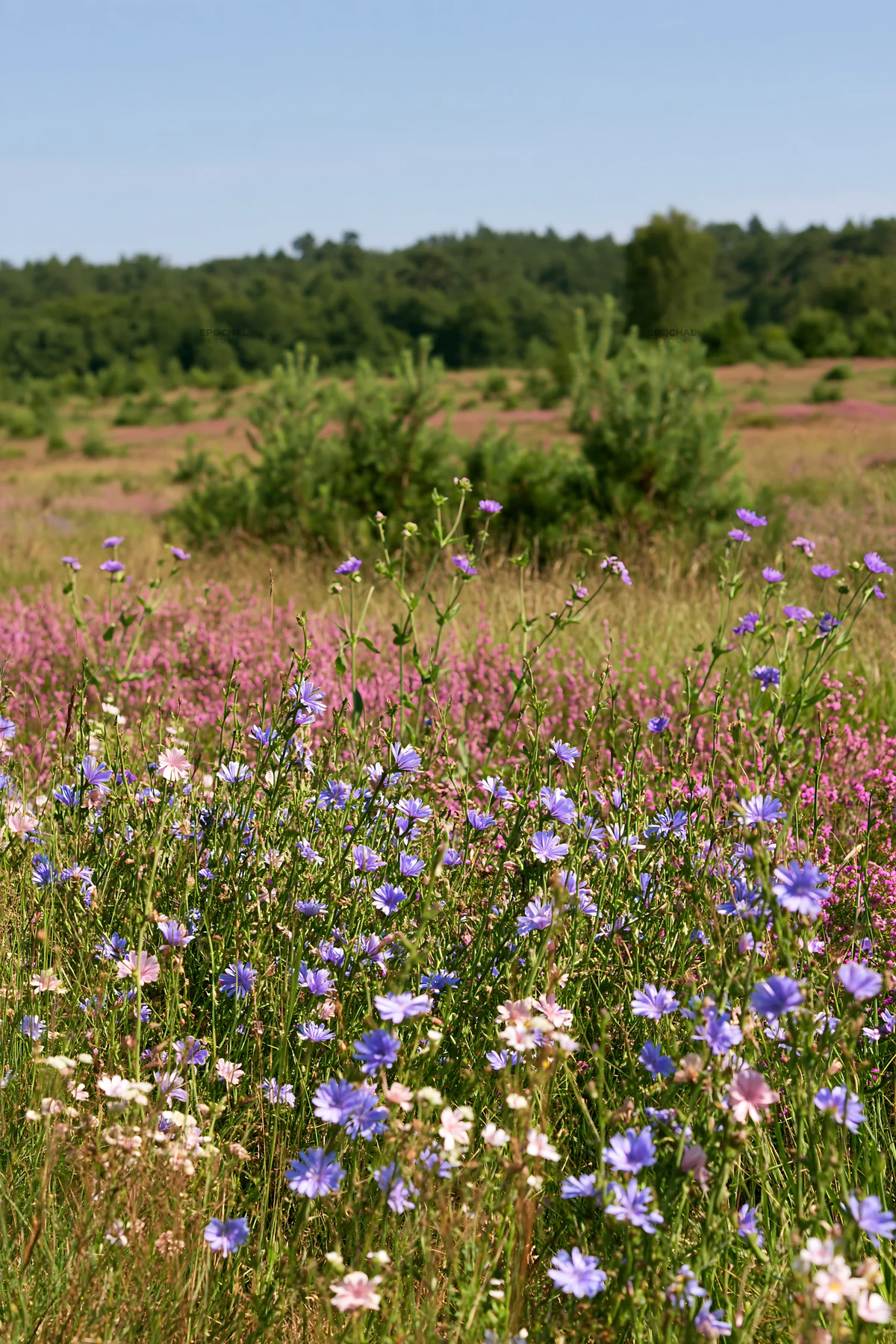Sainfoin chicory meadow with wildflowers on a sunny day - AI-generated stock image
