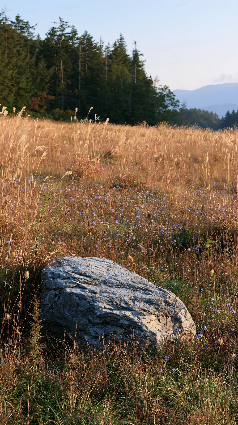 Nagano drought resilient meadow with granite boulder - AI-generated stock image