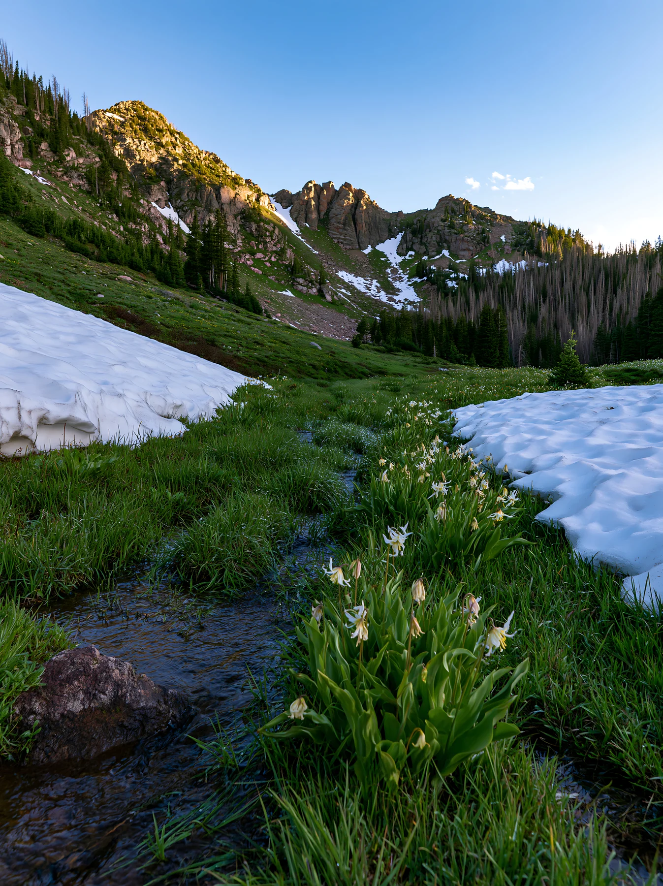 Snowmelt meadow with flowers and mountains during daytime - AI-generated stock image