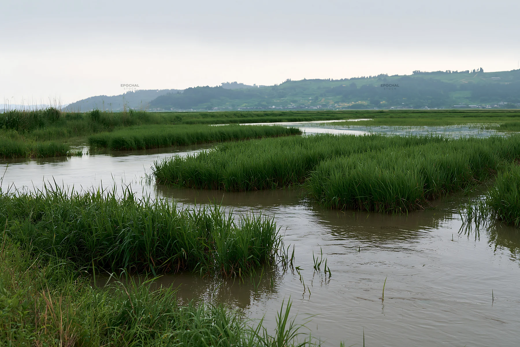 Shiga wetland meadow with reeds and calm water - AI-generated stock image