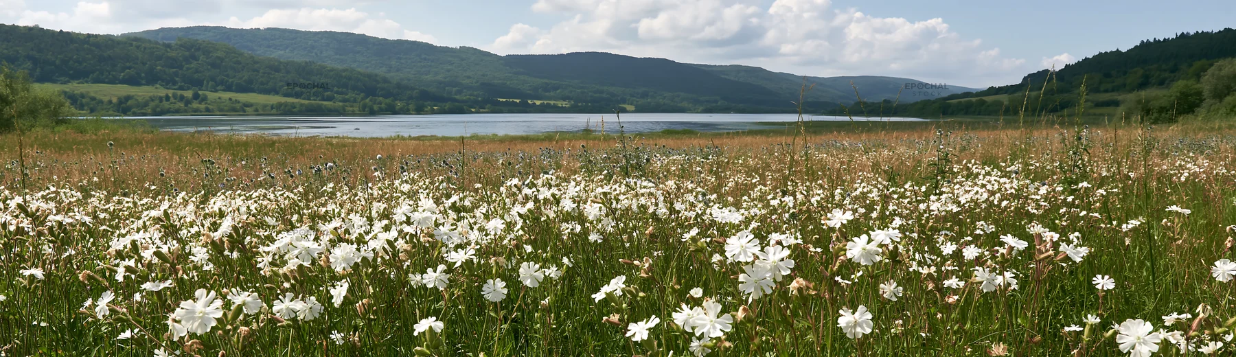 Lakeside meadow with white flowers near German lake - AI-generated stock image