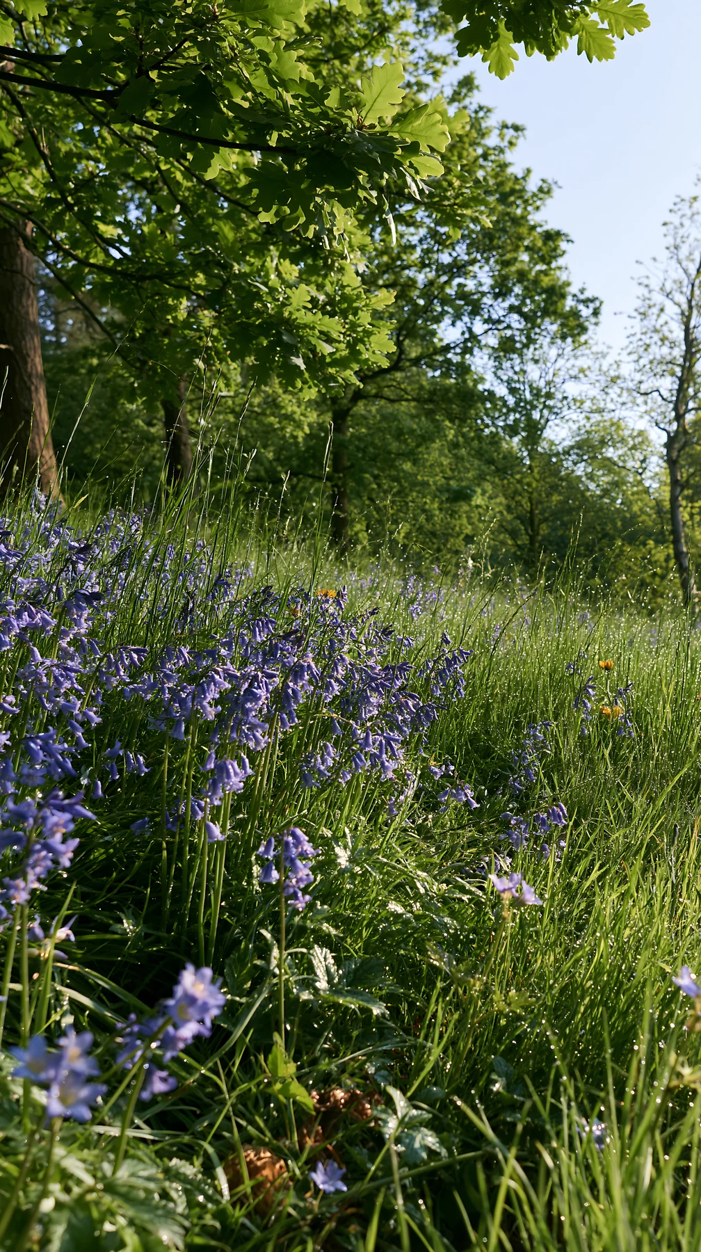 Forest edge meadow with blue flowers in bright daylight - AI-generated stock image