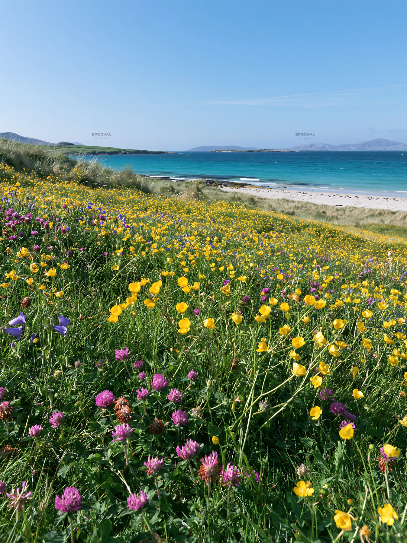 Colorful buttercup meadow by the beach with a clear blue sky - AI-generated stock image