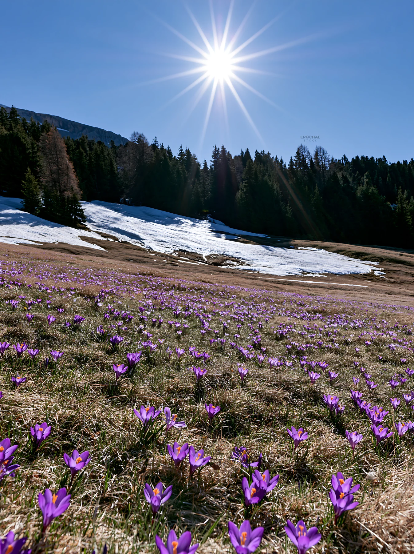 Alpe di Siusi meadow sunbeams highlight blooming flowers - AI-generated stock image