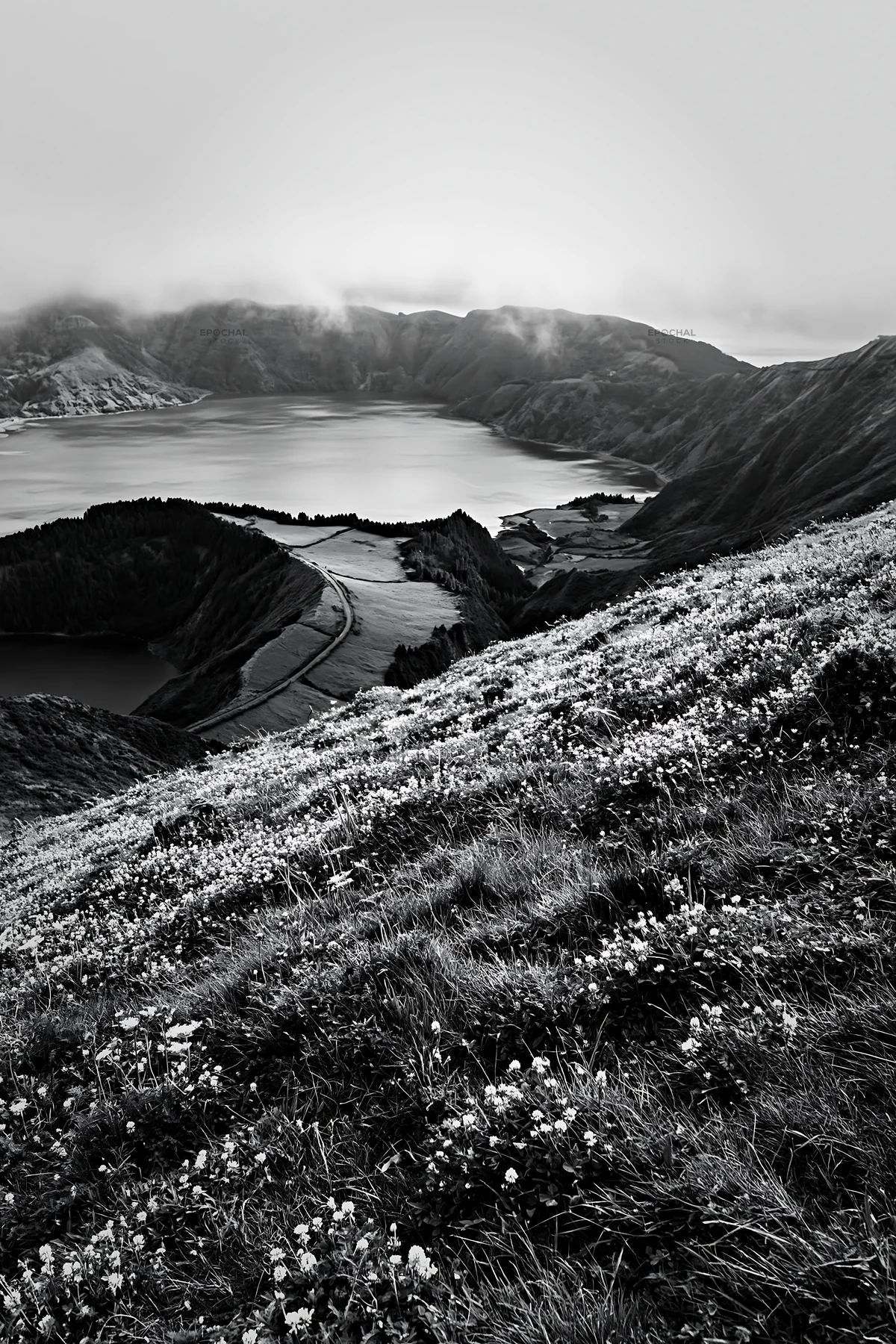 Black and white colorful clover meadow in a lush green landscape - AI-generated stock image