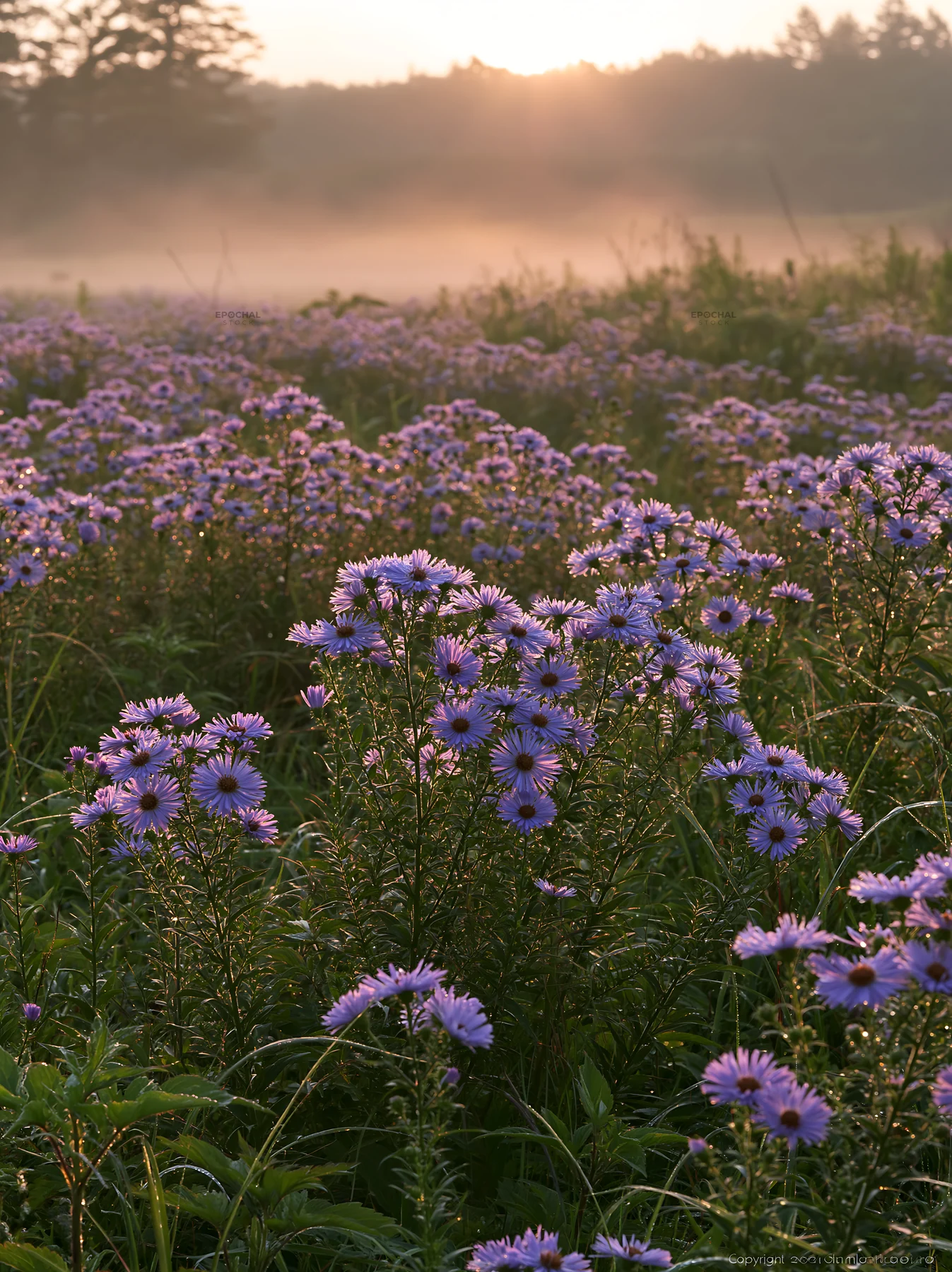 Expansive Hokkaido restoration meadow with dewdrops - AI-generated stock image