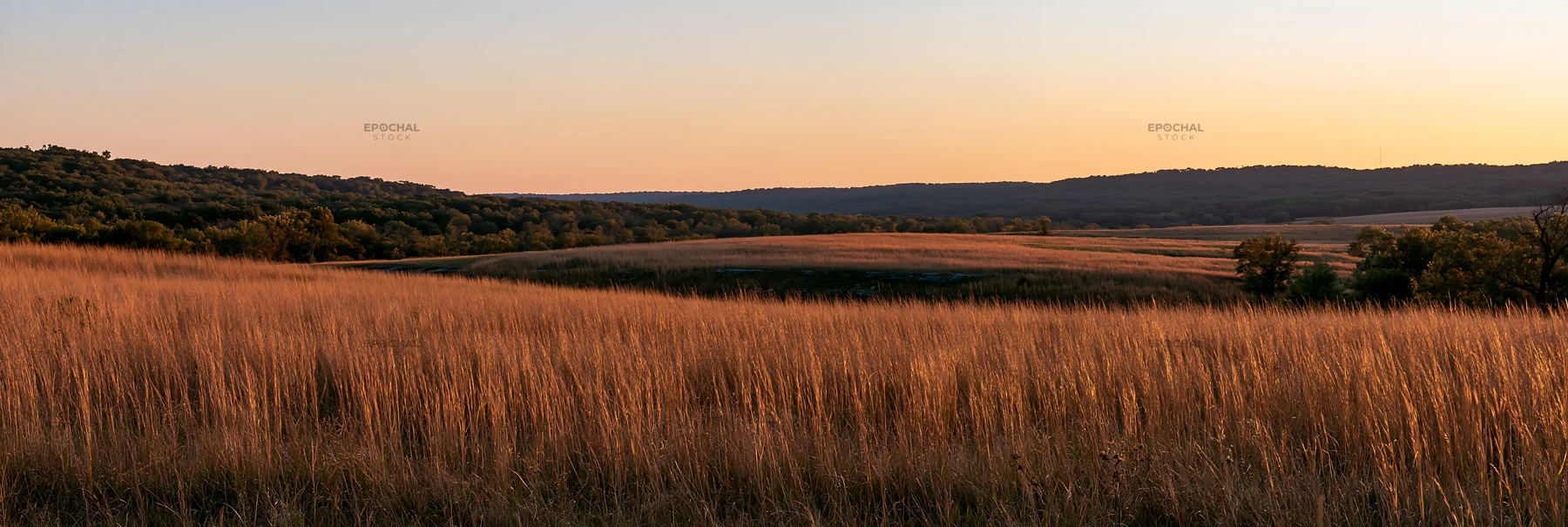 Meadow seedheads backlit at dusk with soft light - AI-generated stock image