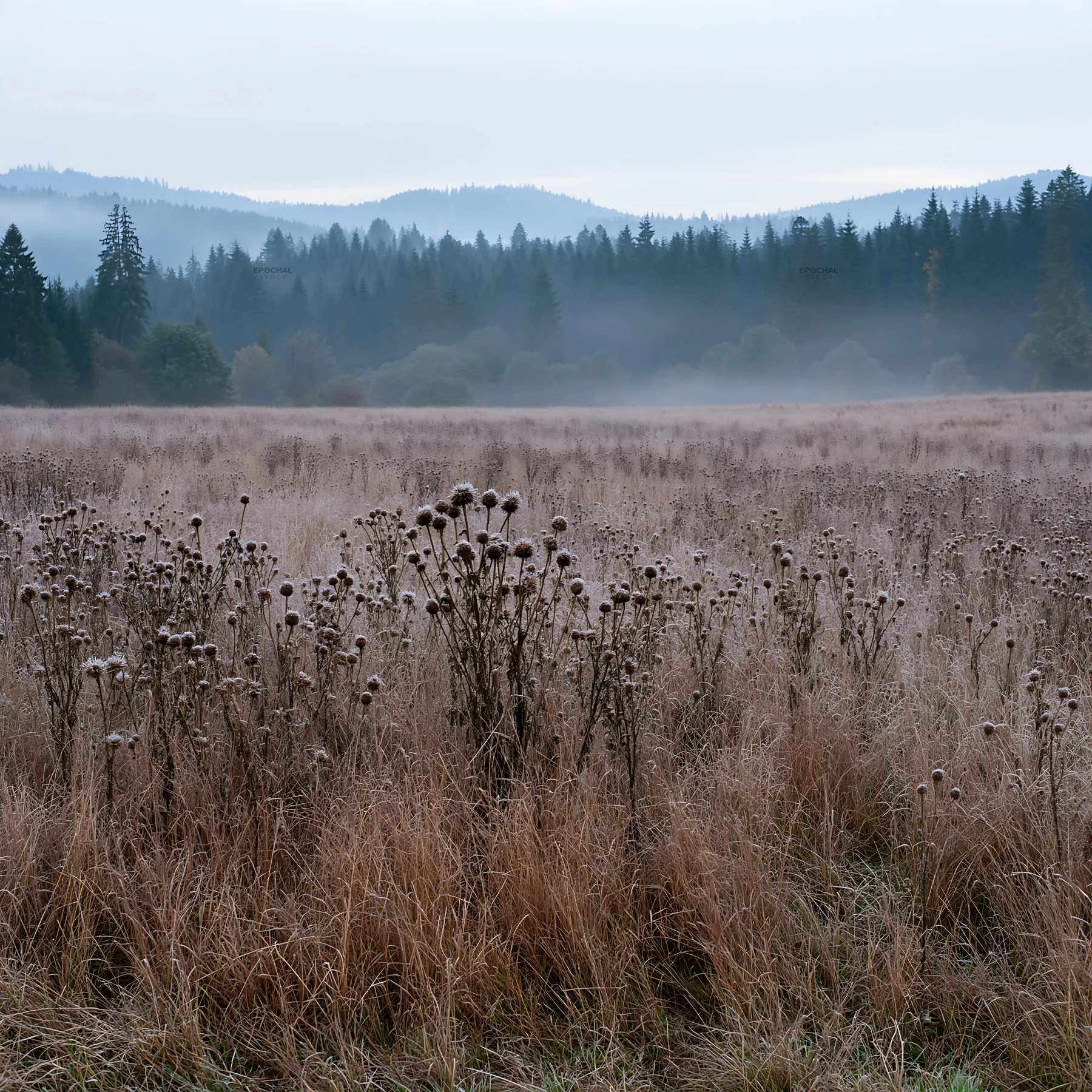 Foggy autumn meadow with tall dried grass and distant hills - AI-generated stock image