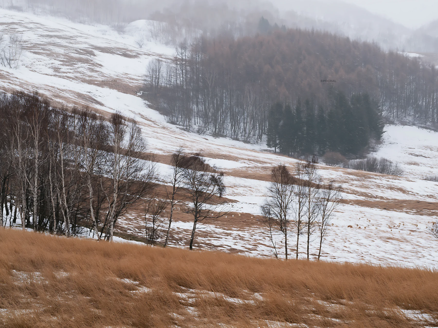 Snow covered Biei hills meadow with trees in winter season - AI-generated stock image