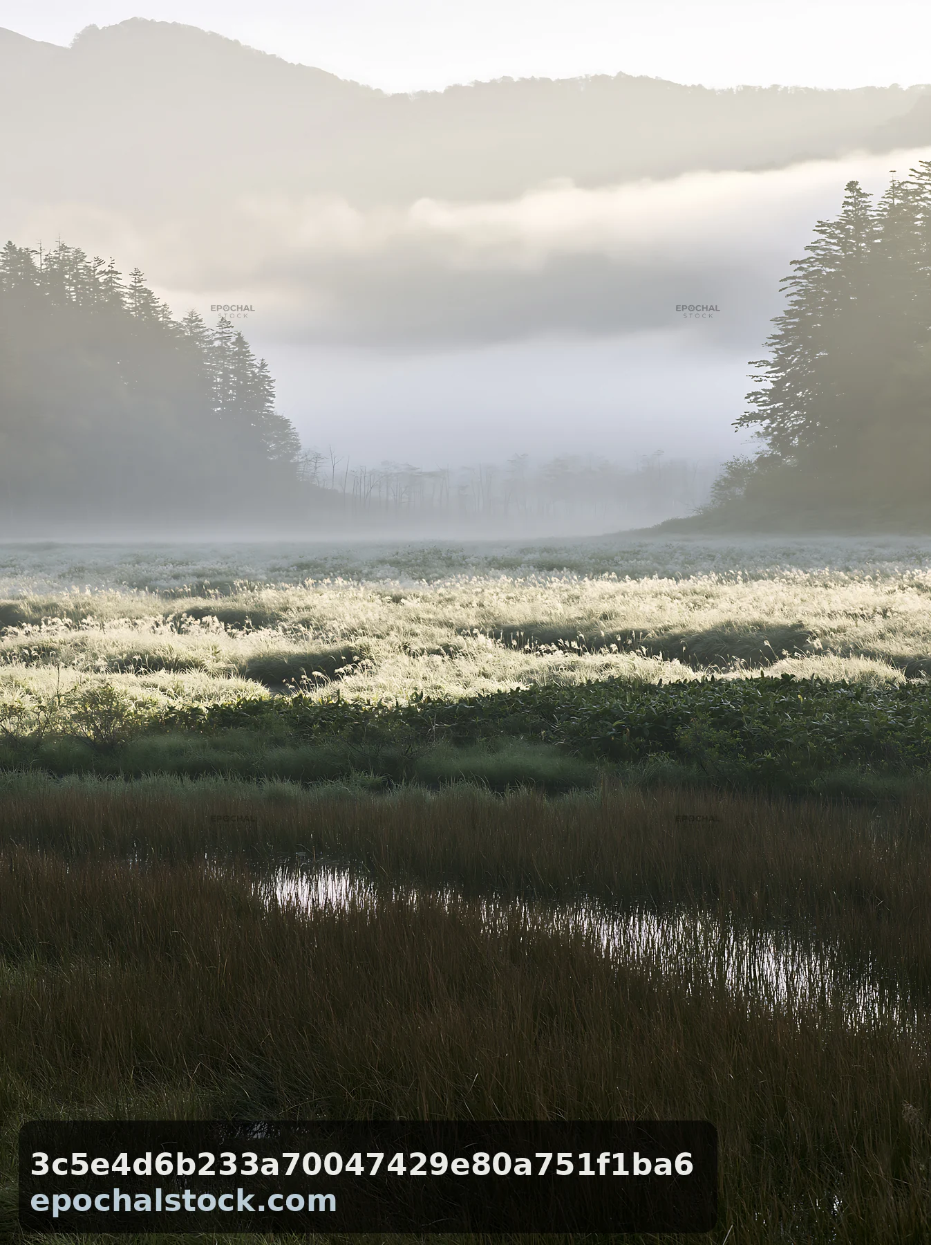 Akita snowmelt meadow with silver grasses in early morning light - AI-generated stock image