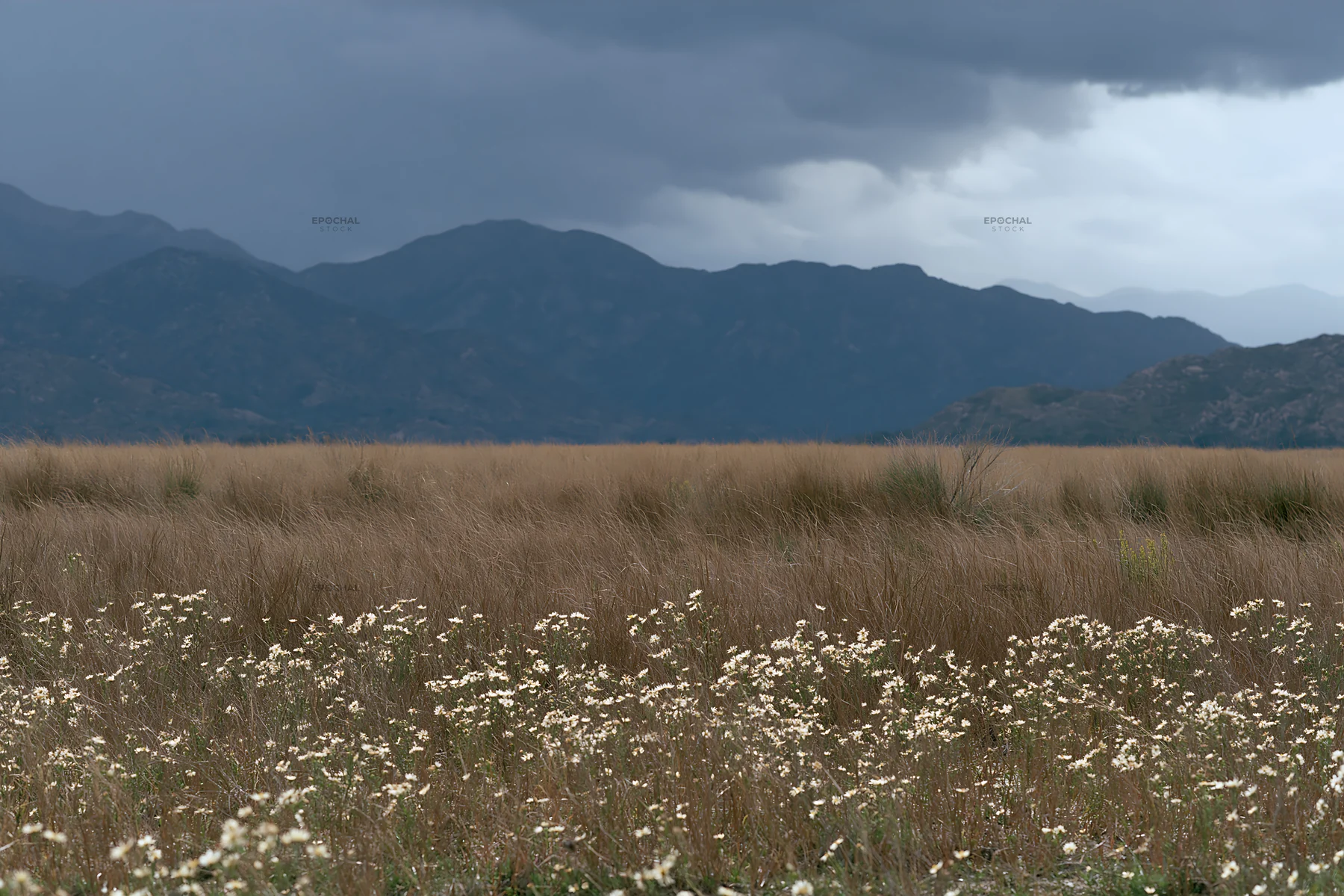 Cloudy foothill meadow with flowers and mountains in view - AI-generated stock image