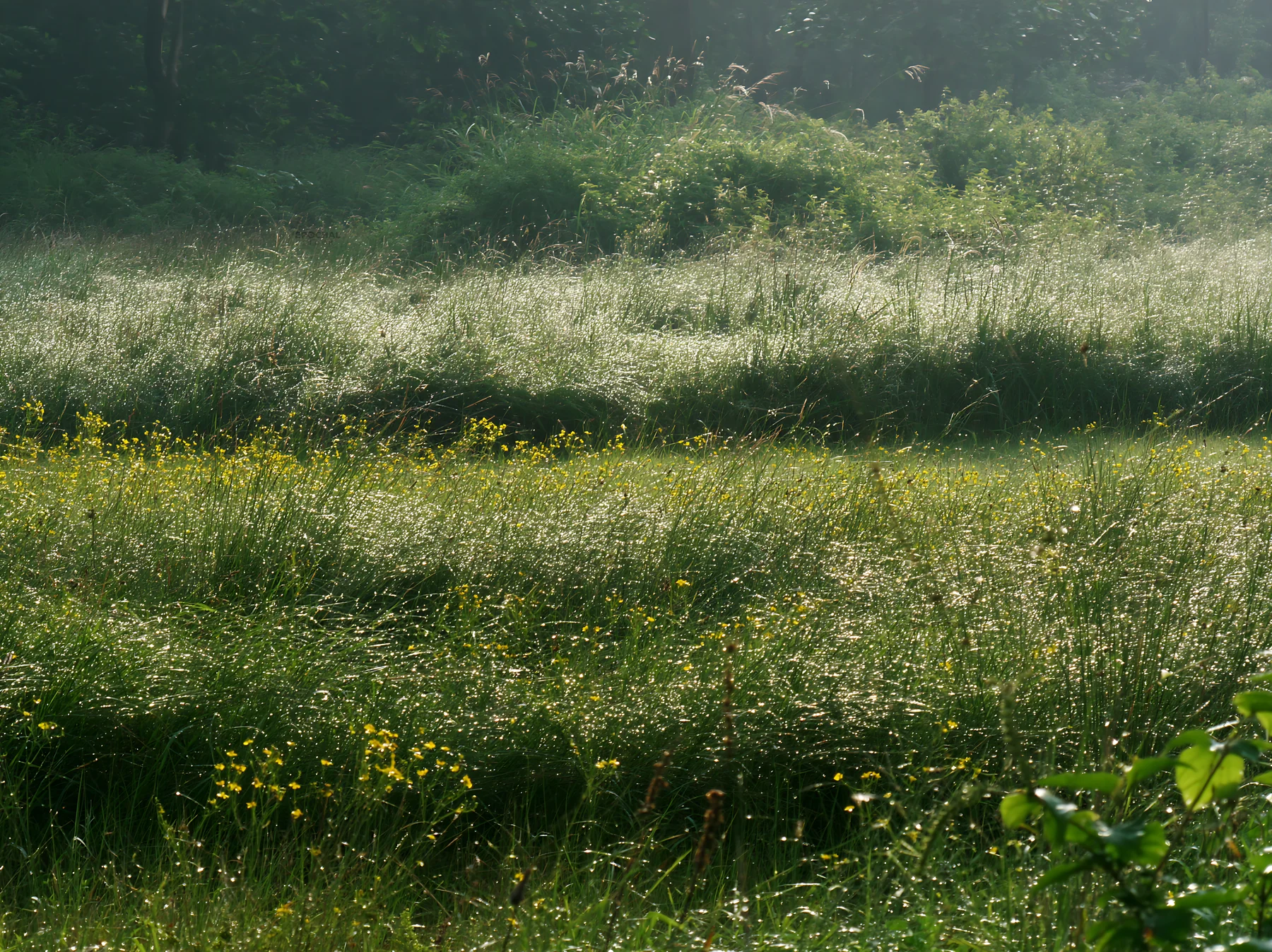 Kochi monsoon meadow with rain beaded grasses - AI-generated stock image